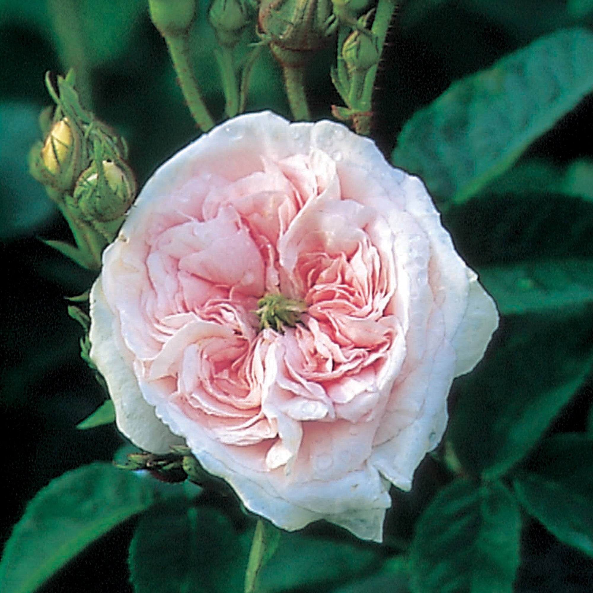 Félicité Parmentier - Thumbnail 2