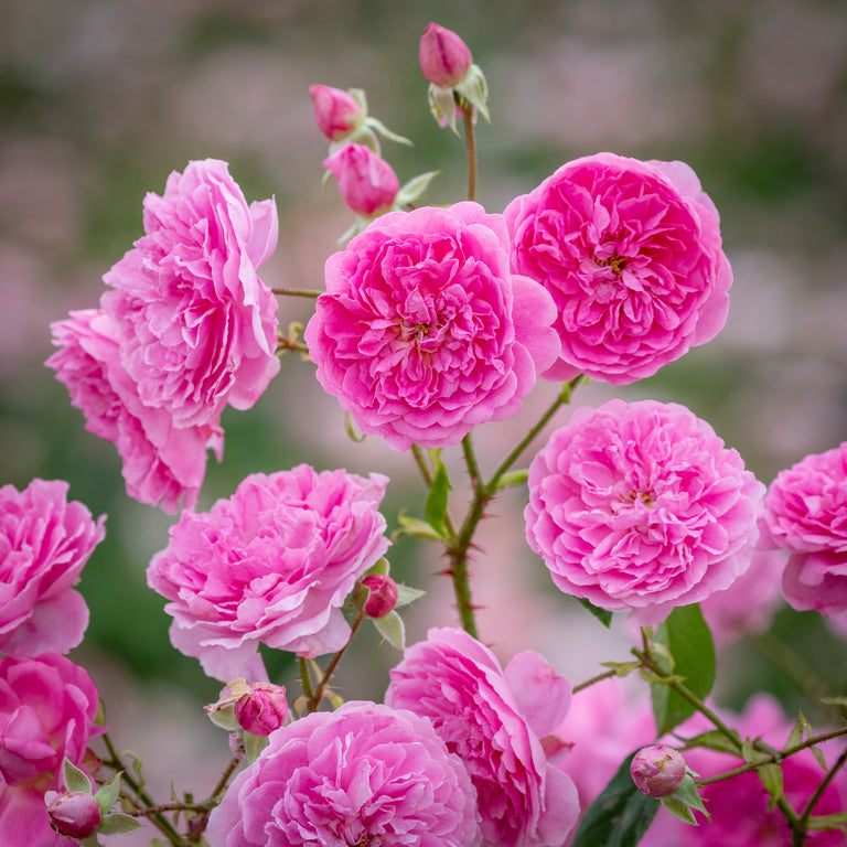 Roses Suitable for Zones 6 to 7 - David Austin Roses