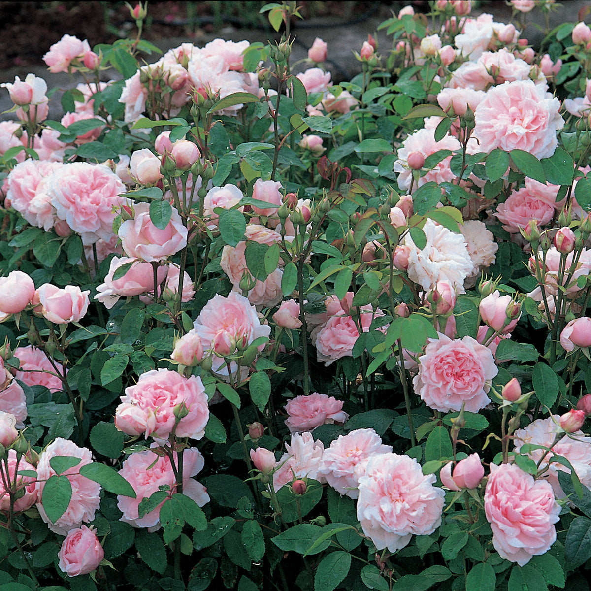 Austin Roses Large Bloom Barbara Austin (Austop) | English Shrub Rose | David Austin Roses