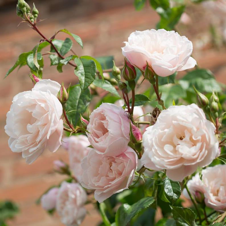 David Austin Roses The Generous Gardener - Thumbnail 4