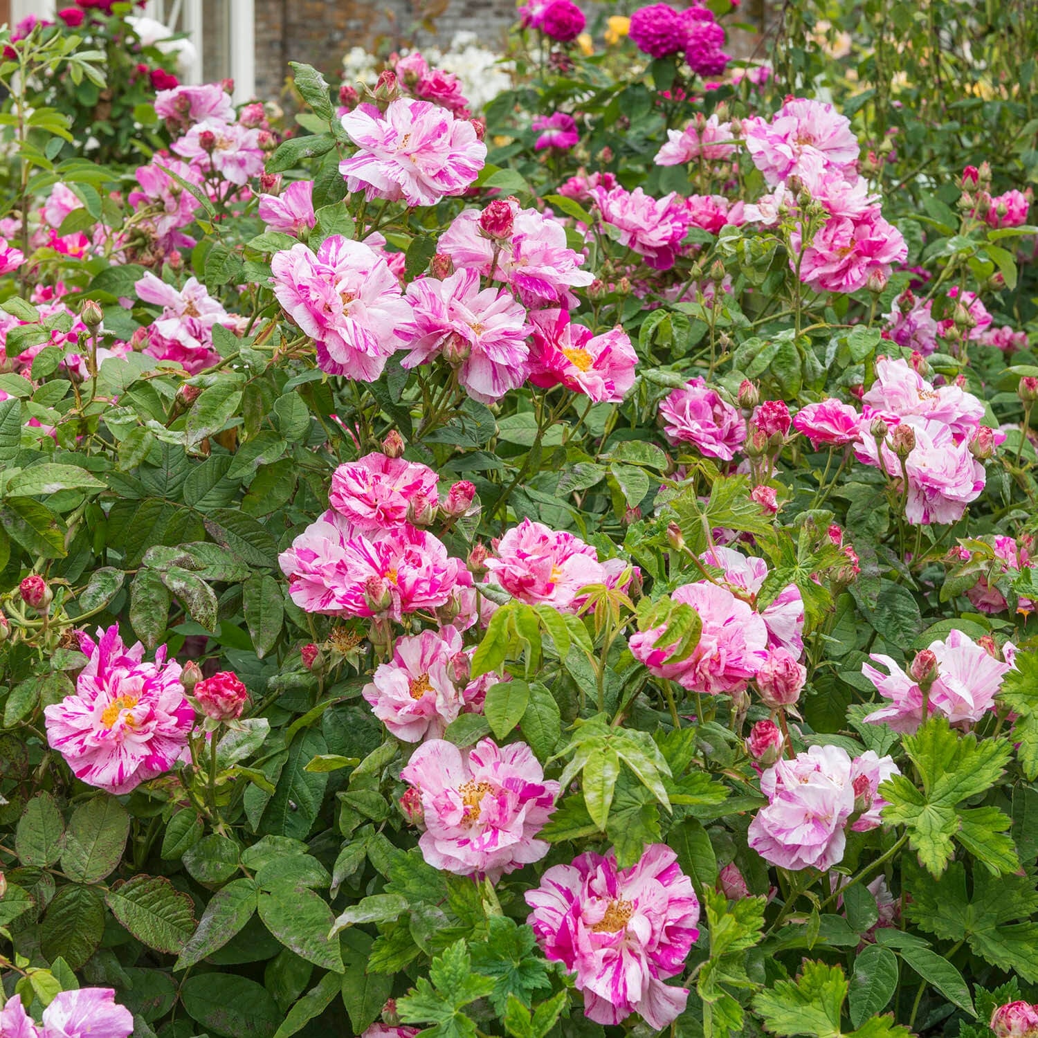 Rosa Mundi - Thumbnail 3