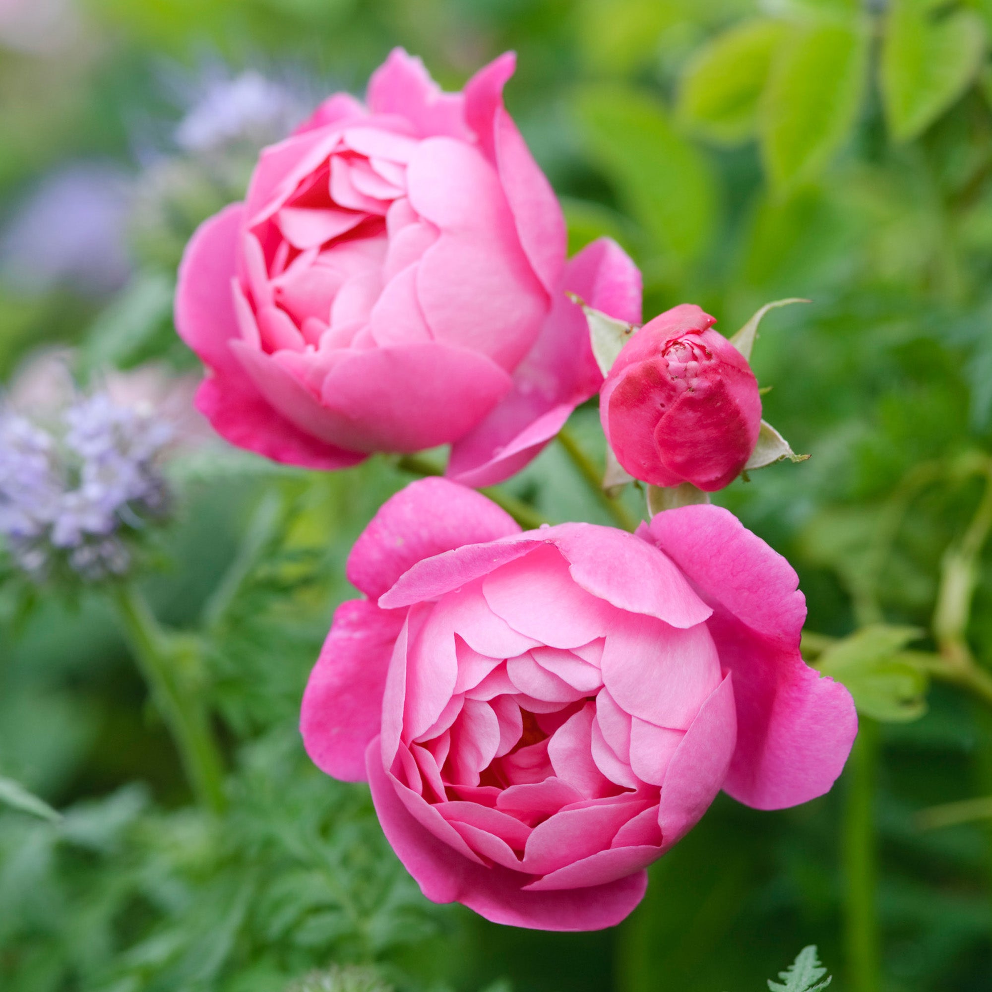 Corvedale (Ausnetting) | English Shrub Rose | David Austin Roses