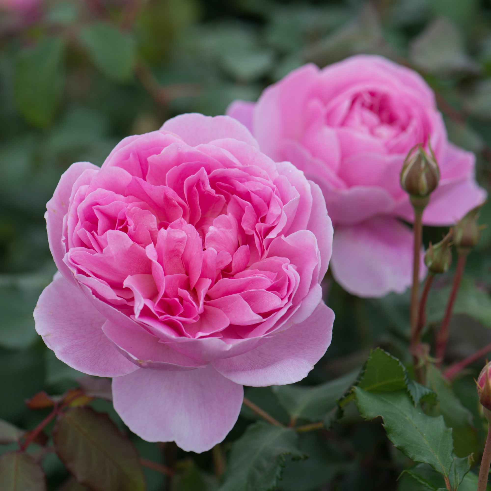 Maid Marion (Austobias) | English Shrub Rose | David Austin Roses
