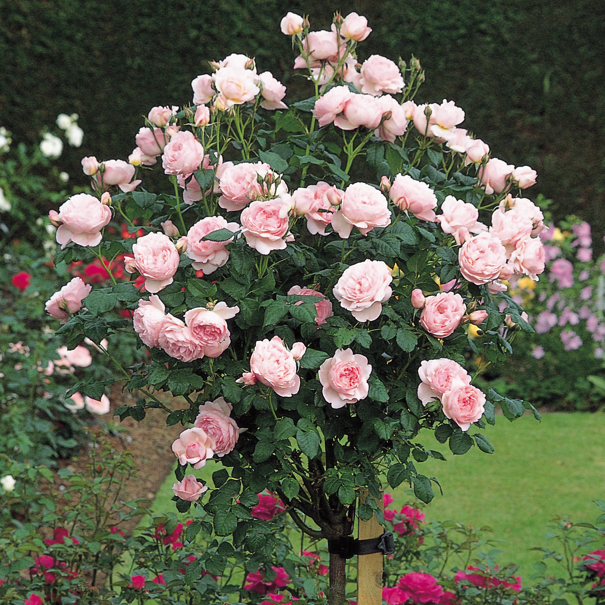 Tree Roses David Austin Roses