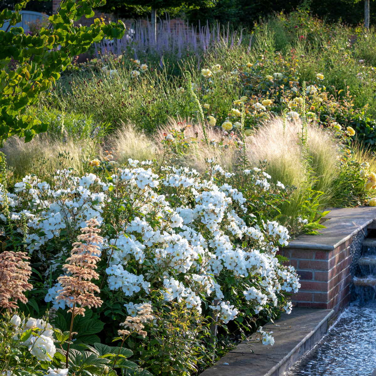 Kew Gardens (Ausfence) | English Shrub Rose | David Austin Roses