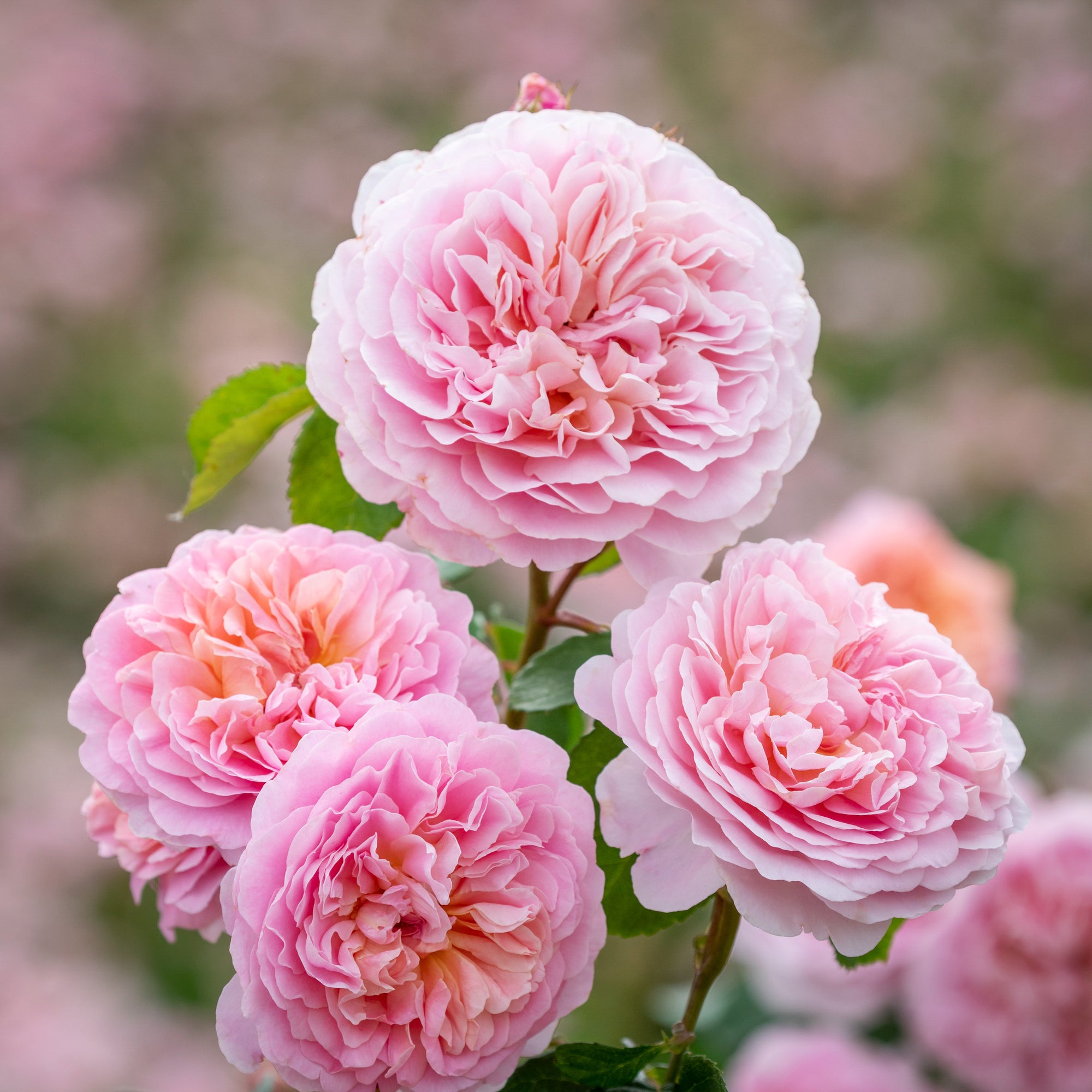 David Austin Roses Eustacia Vye - Thumbnail 2