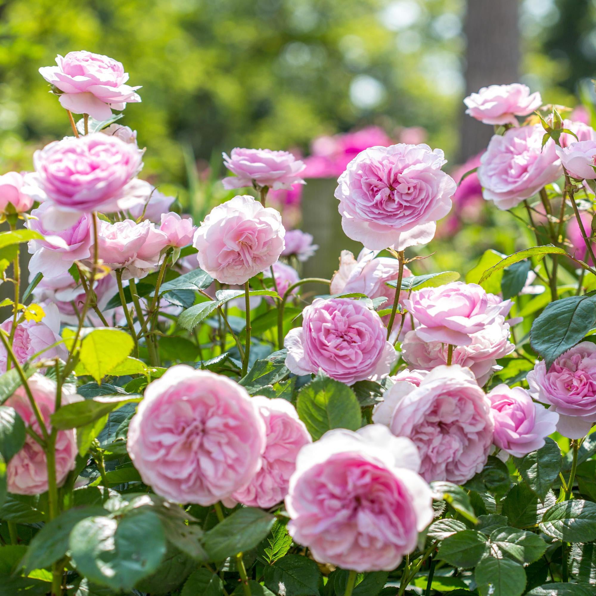 Olivia Rose Austin (Ausmixture) | English Shrub Rose | David