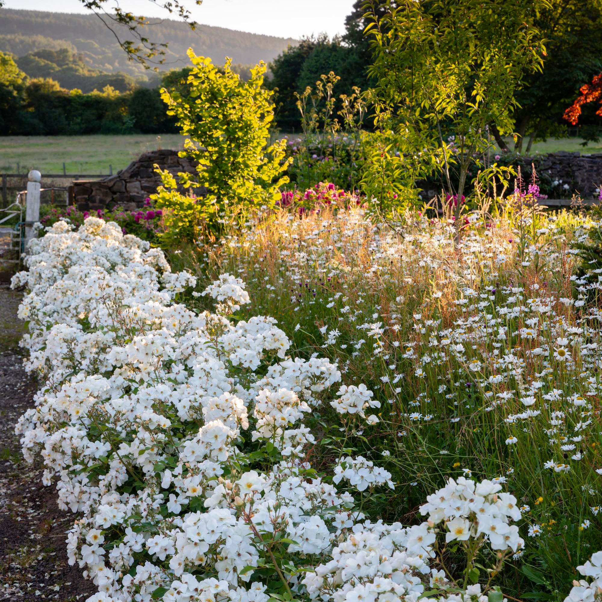 Kew Gardens (Ausfence) | English Shrub Rose | David Austin Roses