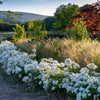 Kew Gardens