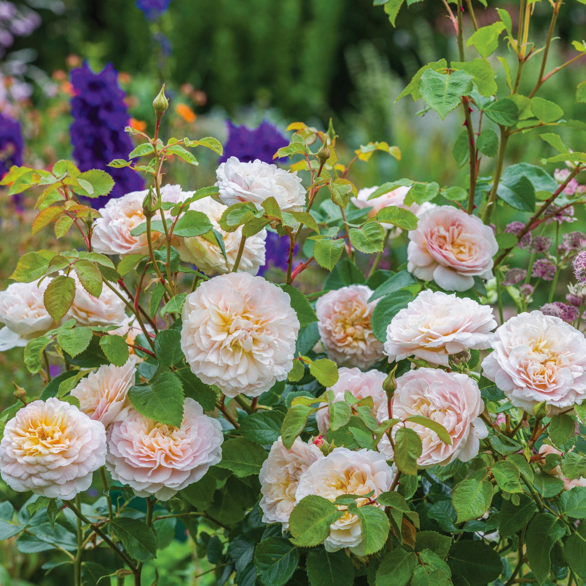David Austin Roses Emily Brontë - Thumbnail 3