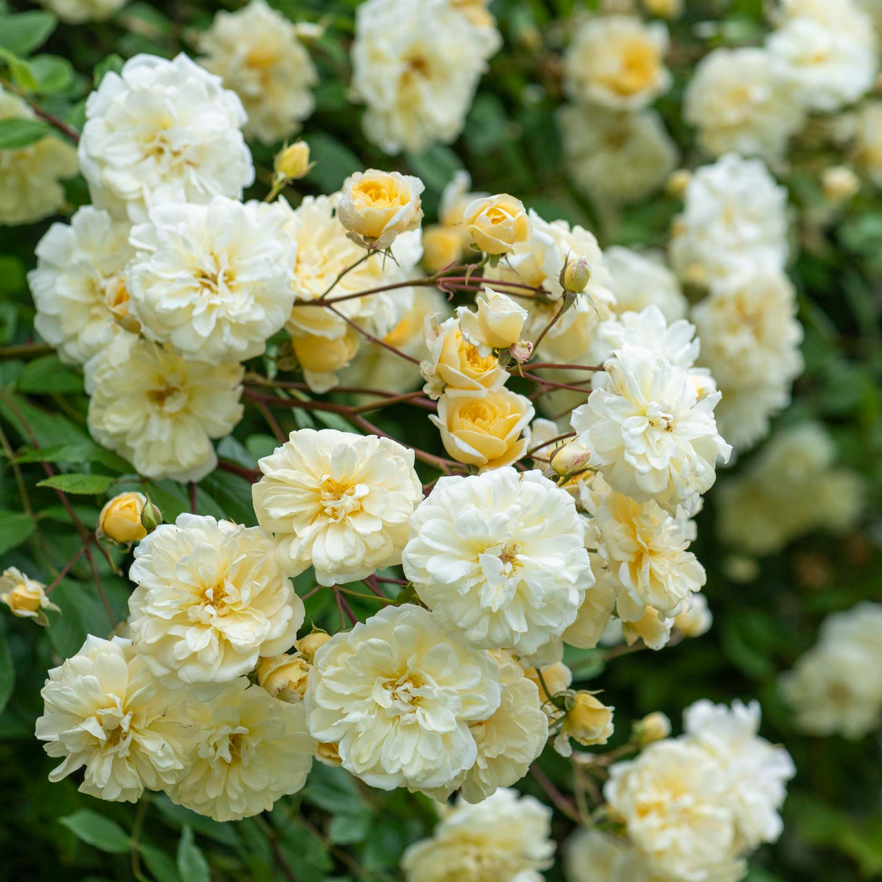 Roses Suitable for Zones 6 to 7 - David Austin Roses