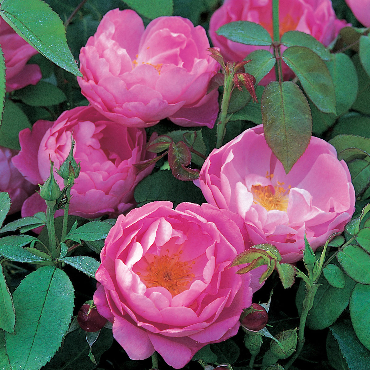 Corvedale (Ausnetting) | English Shrub Rose | David Austin Roses