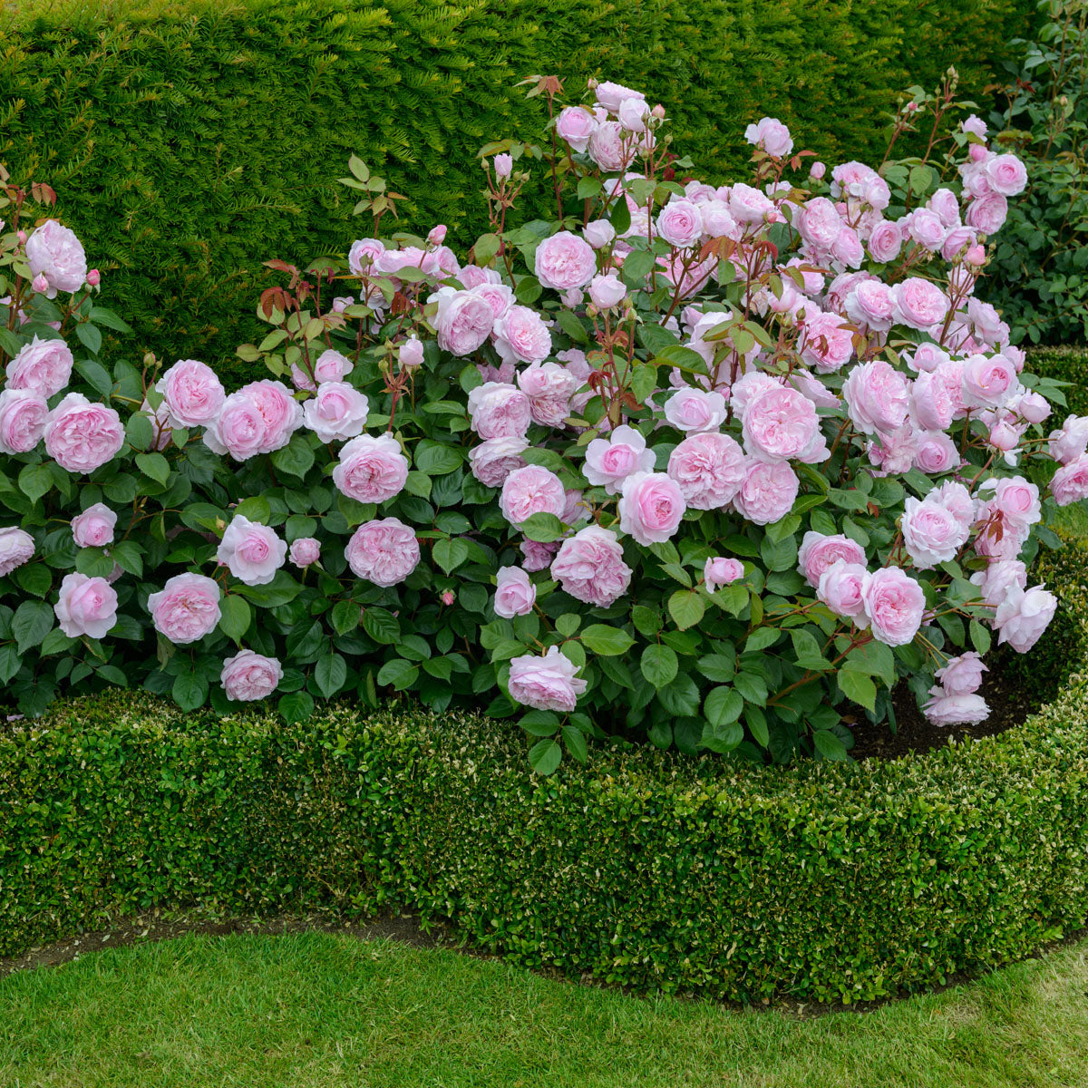 Olivia Rose Austin Hedging Bundle - Medium Hedge