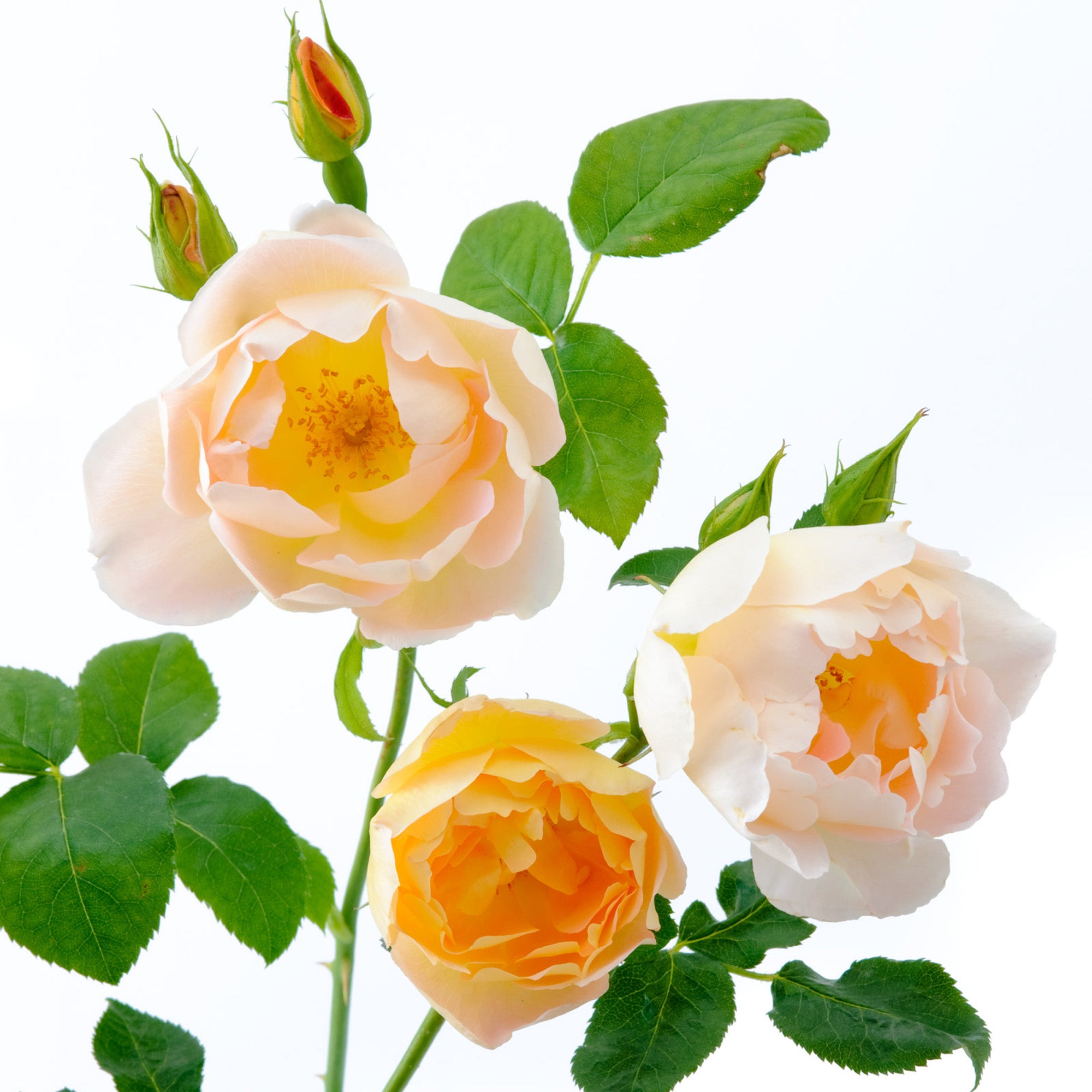 Comte Cheese Roses Comte de Champagne | English Shrub Rose | David Austin Roses