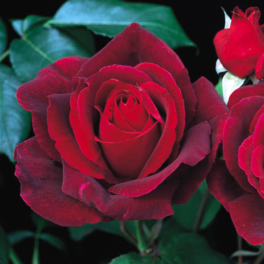 Mister Lincoln | Hybrid Tea | David Austin Roses