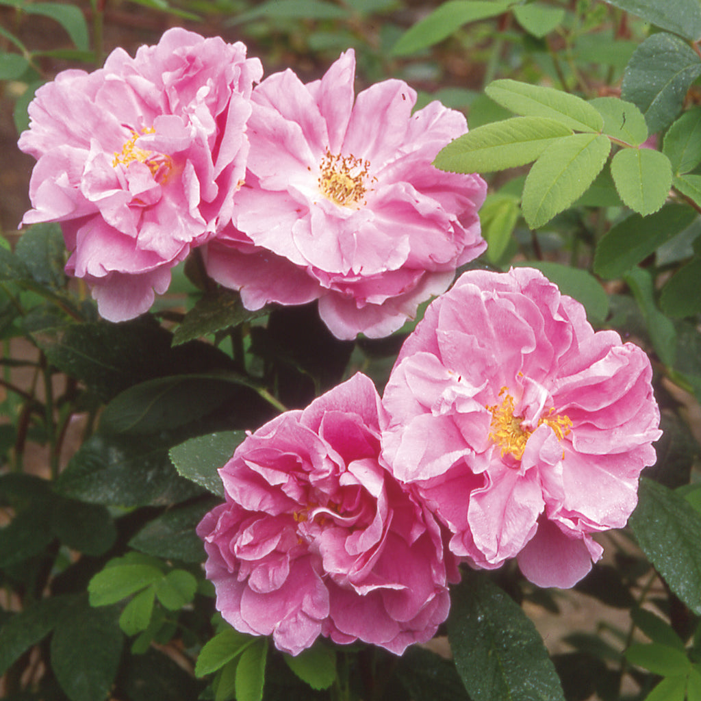 Thérèse Bugnet | Shrub Rose | David Austin Roses