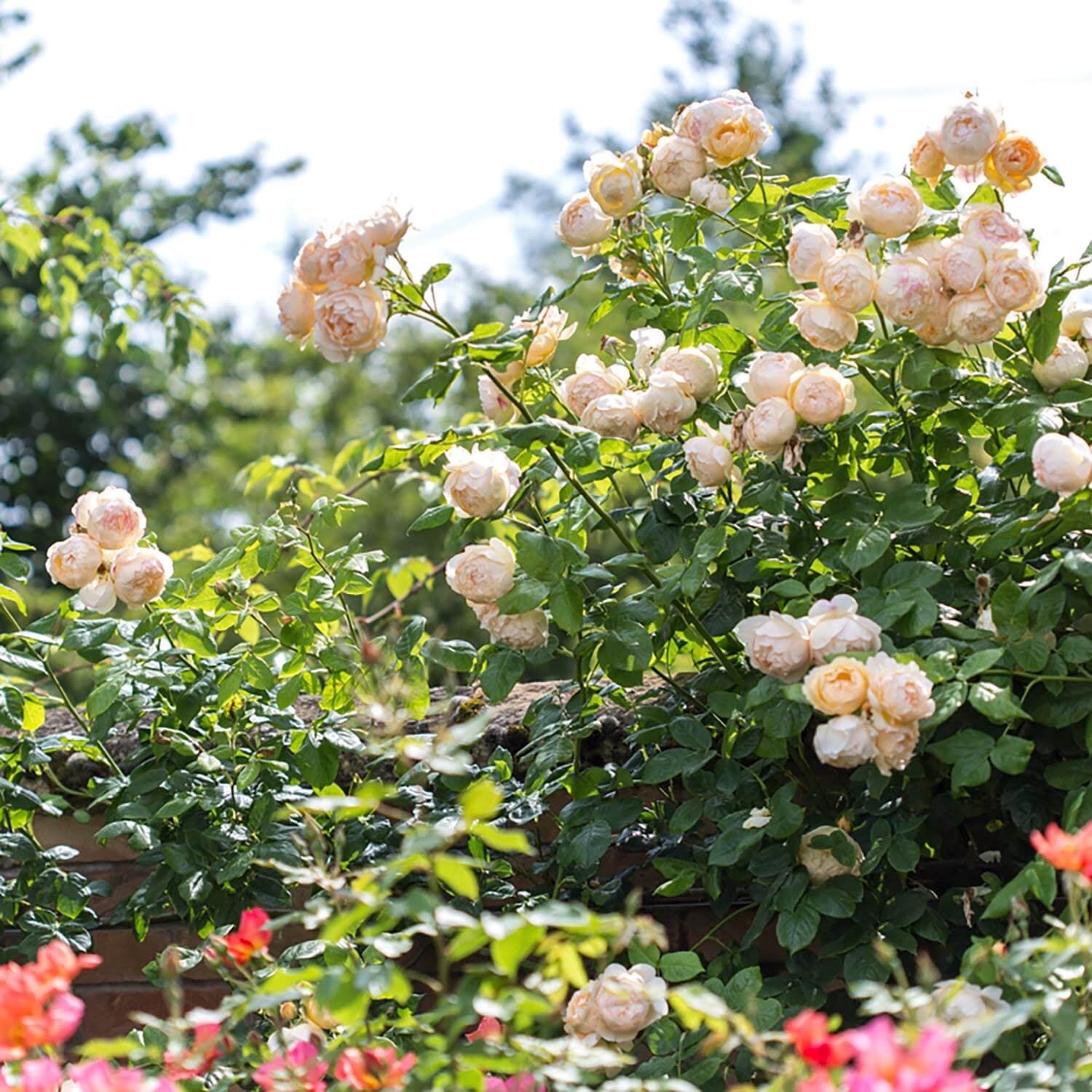 David Austin Roses Wollerton Old Hall - Thumbnail 4