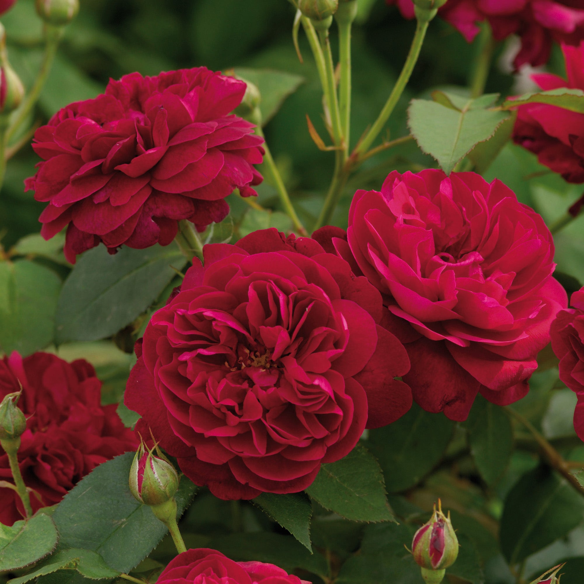 David Austin Roses Darcey Bussell - Thumbnail 3