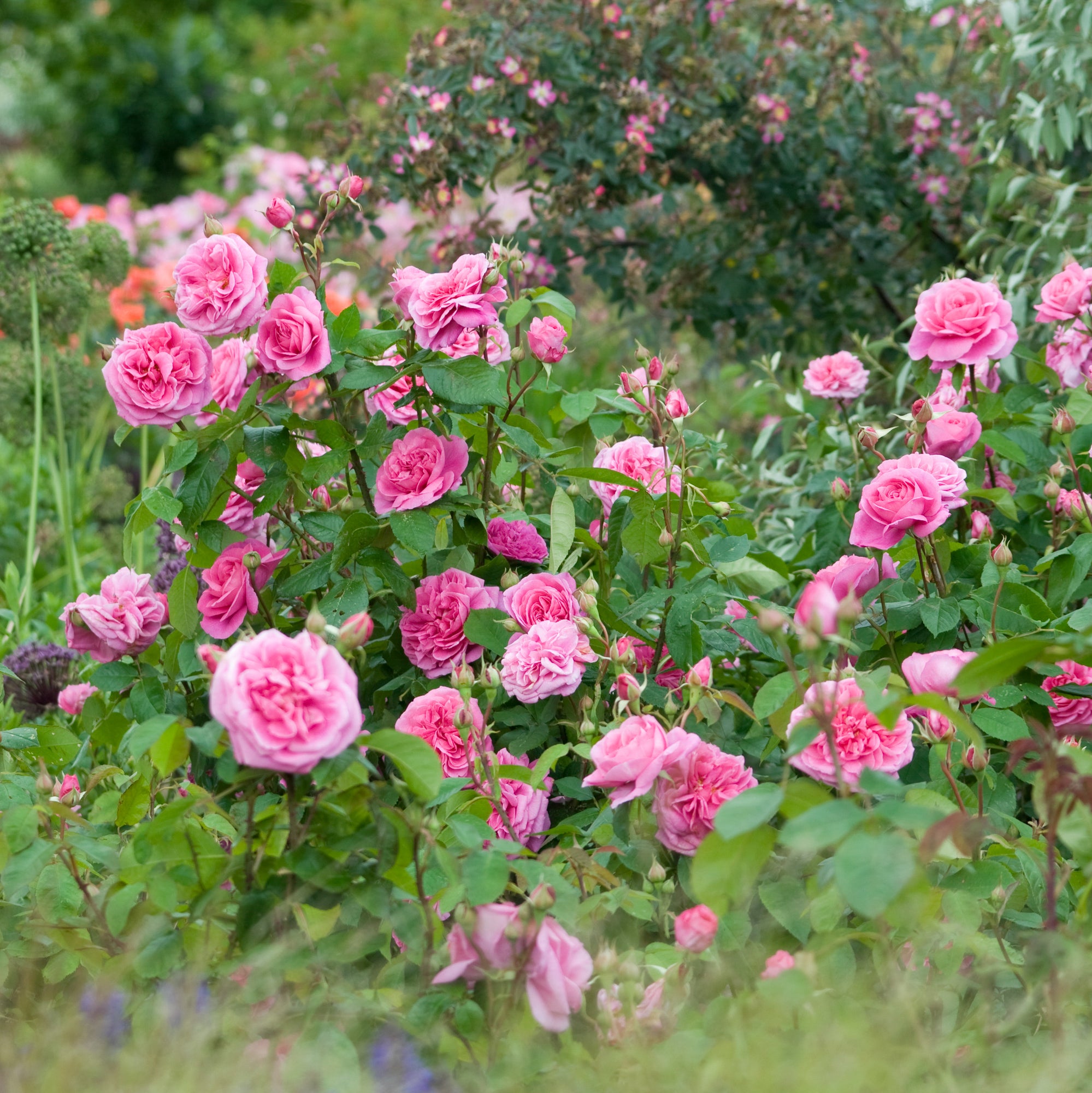 Gertrude Jekyll (Ausboard) | English Shrub Rose | David Austin Roses
