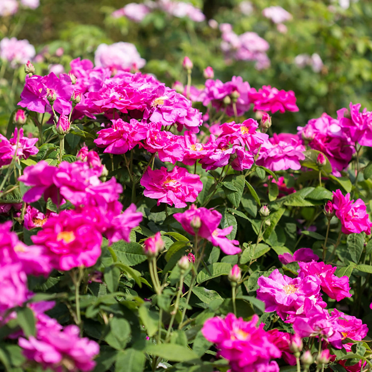 R. gallica ‘Officinalis’ | Old Rose | David Austin Roses