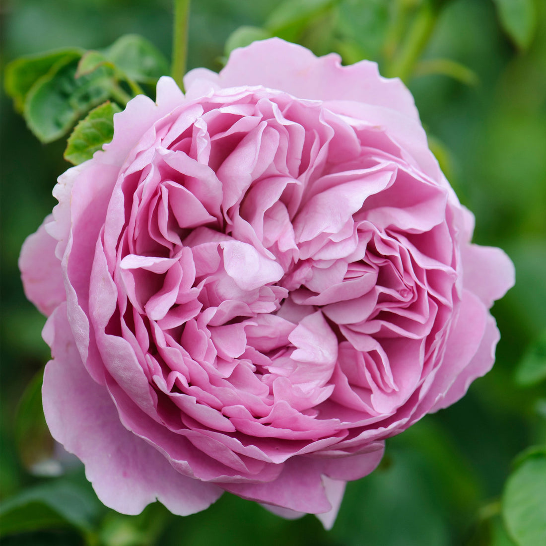 Machintosh Roses Charles Rennie Mackintosh (Ausren) | English Shrub Rose | David Austin ...