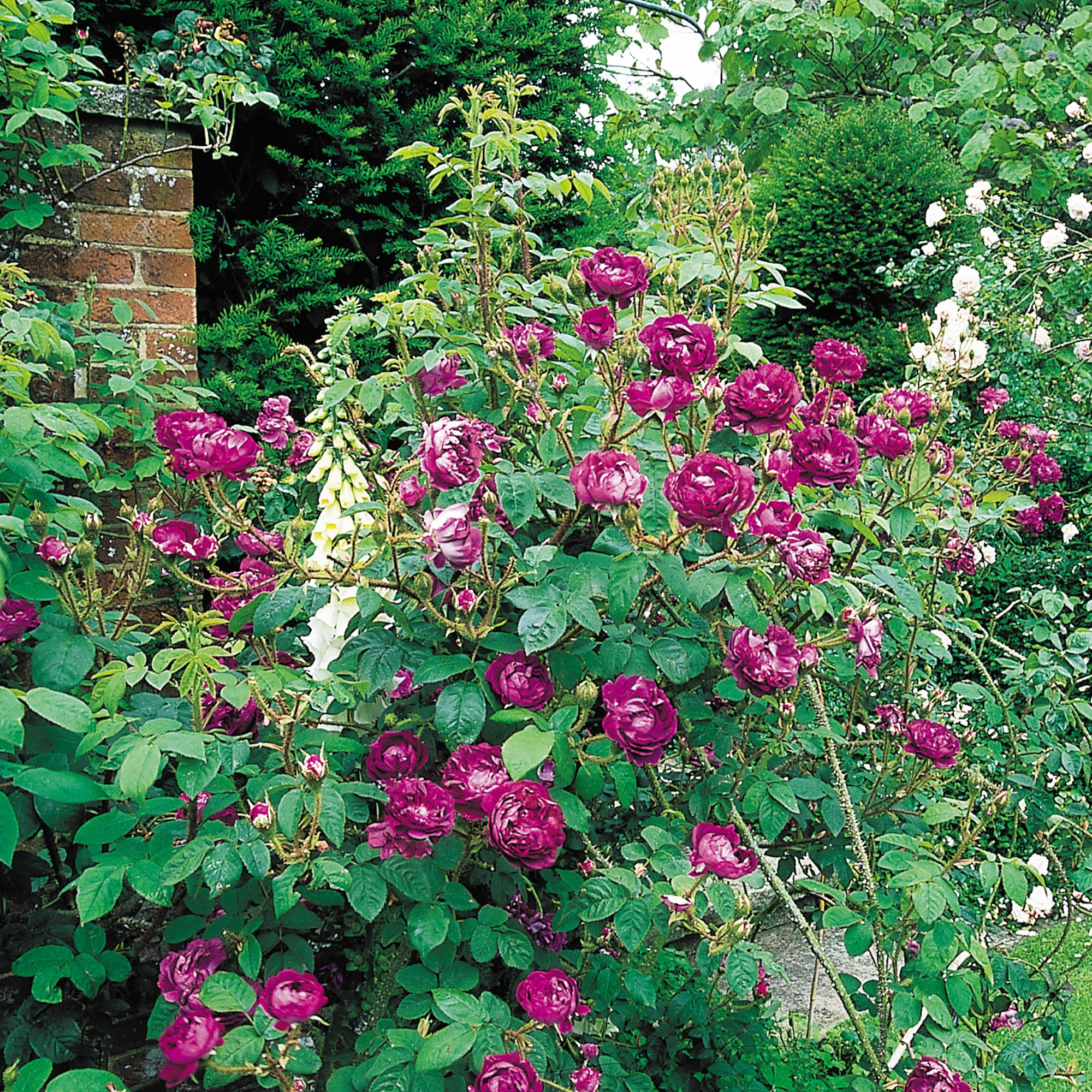 William Lobb - Thumbnail 4