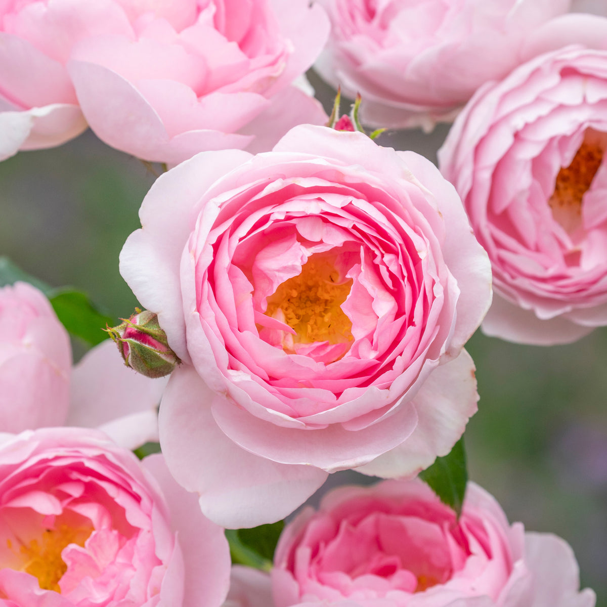 Rosa Gallica Officinalis: The Apothecary’s Rose in Shakespeare’s Garde