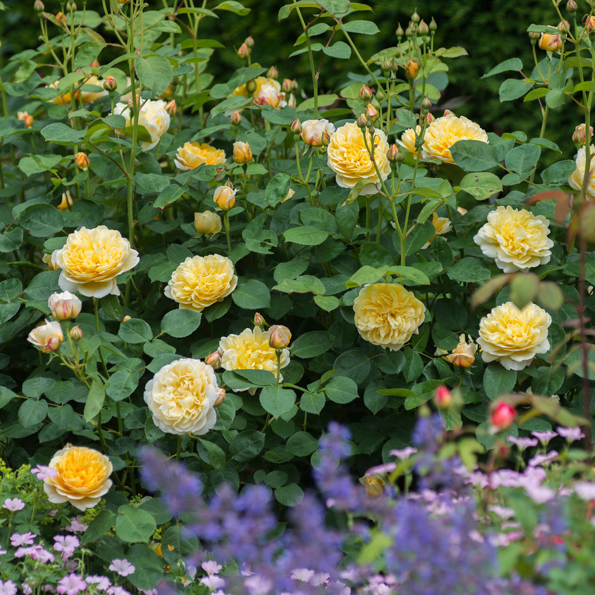 Charlotte (Auspoly) | English Shrub Rose | David Austin Roses