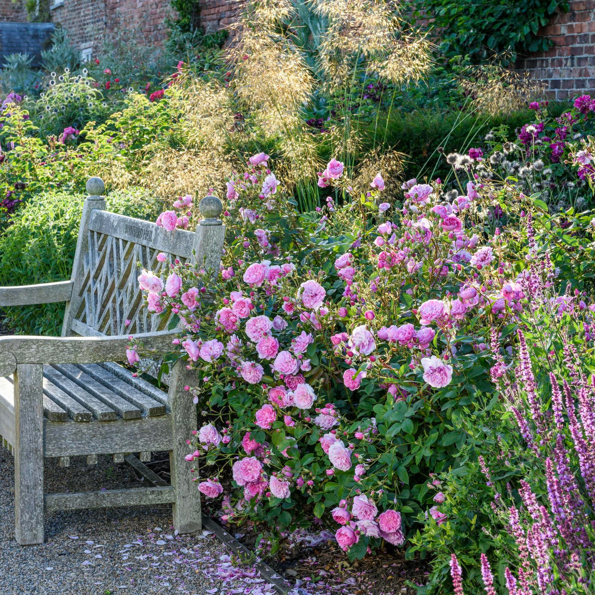 Harlow Carr®