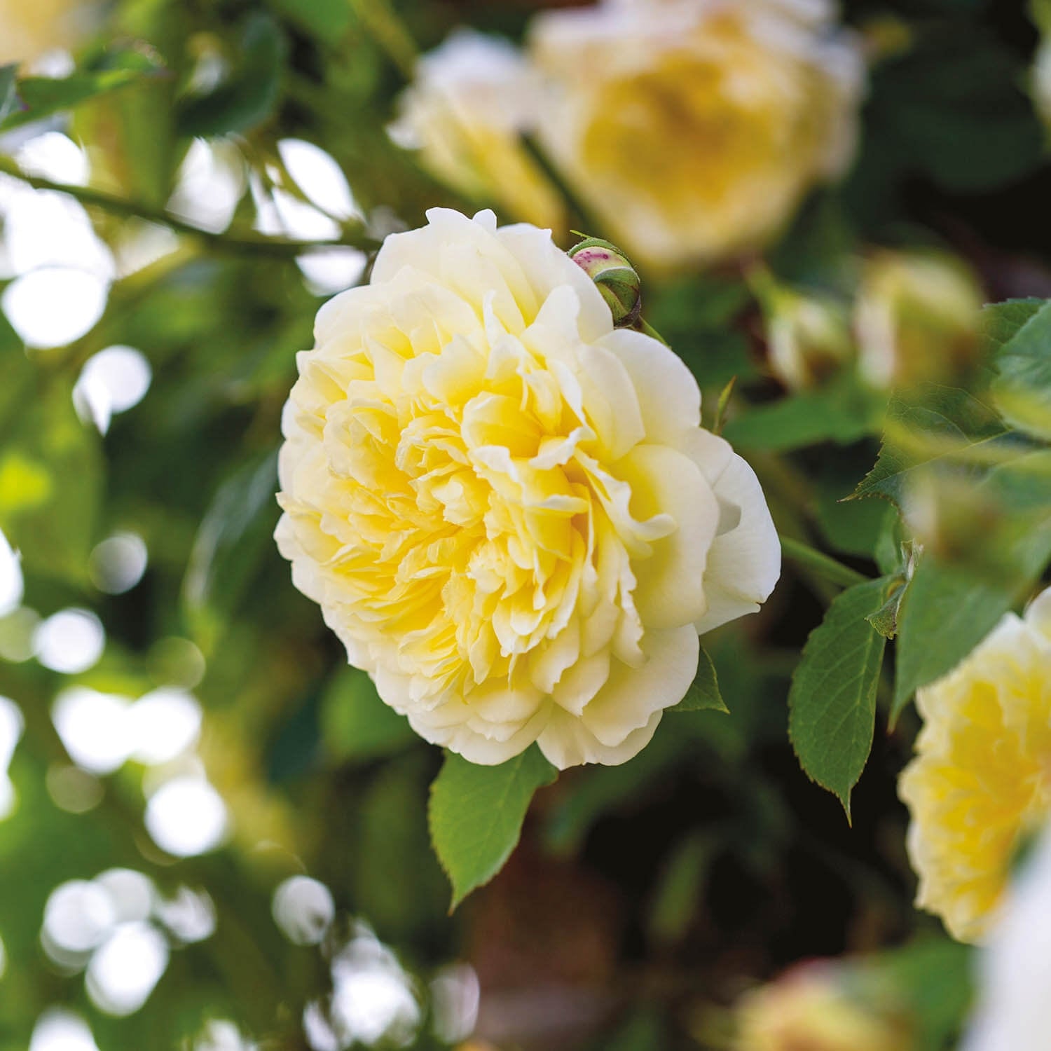 The Pilgrim (Auswalker) | English Climbing Rose | David Austin Roses