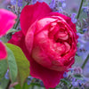 [TEST] Benjamin Britten®