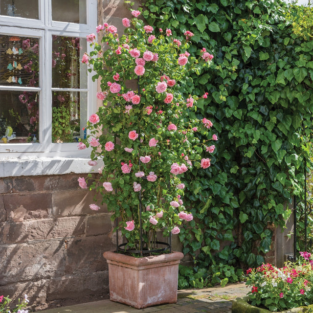 How To Grow Climbing And Rambling Roses In Pots