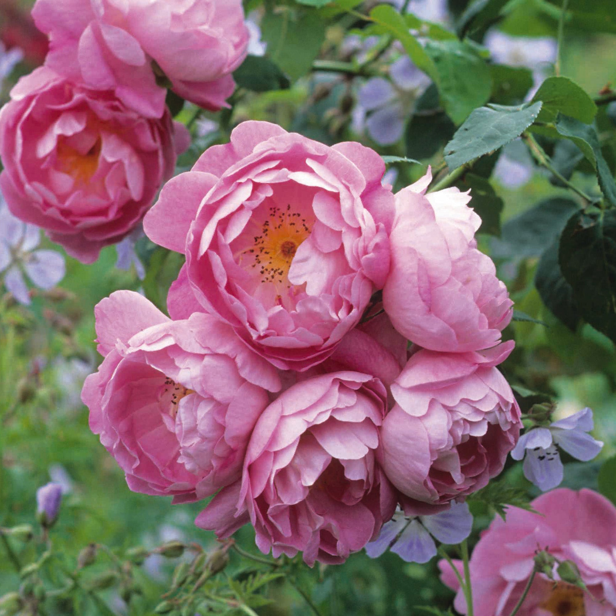 Corvedale - Thumbnail 3