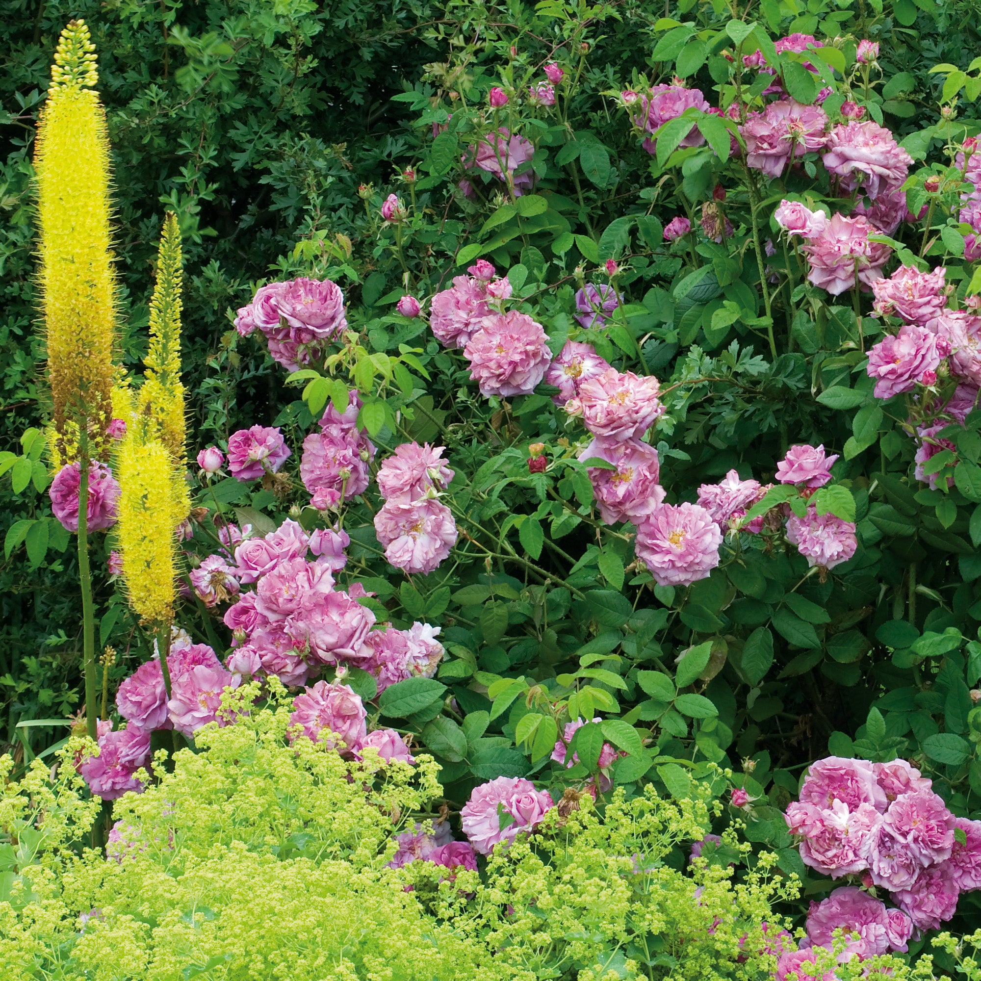 Ispahan - Thumbnail 3