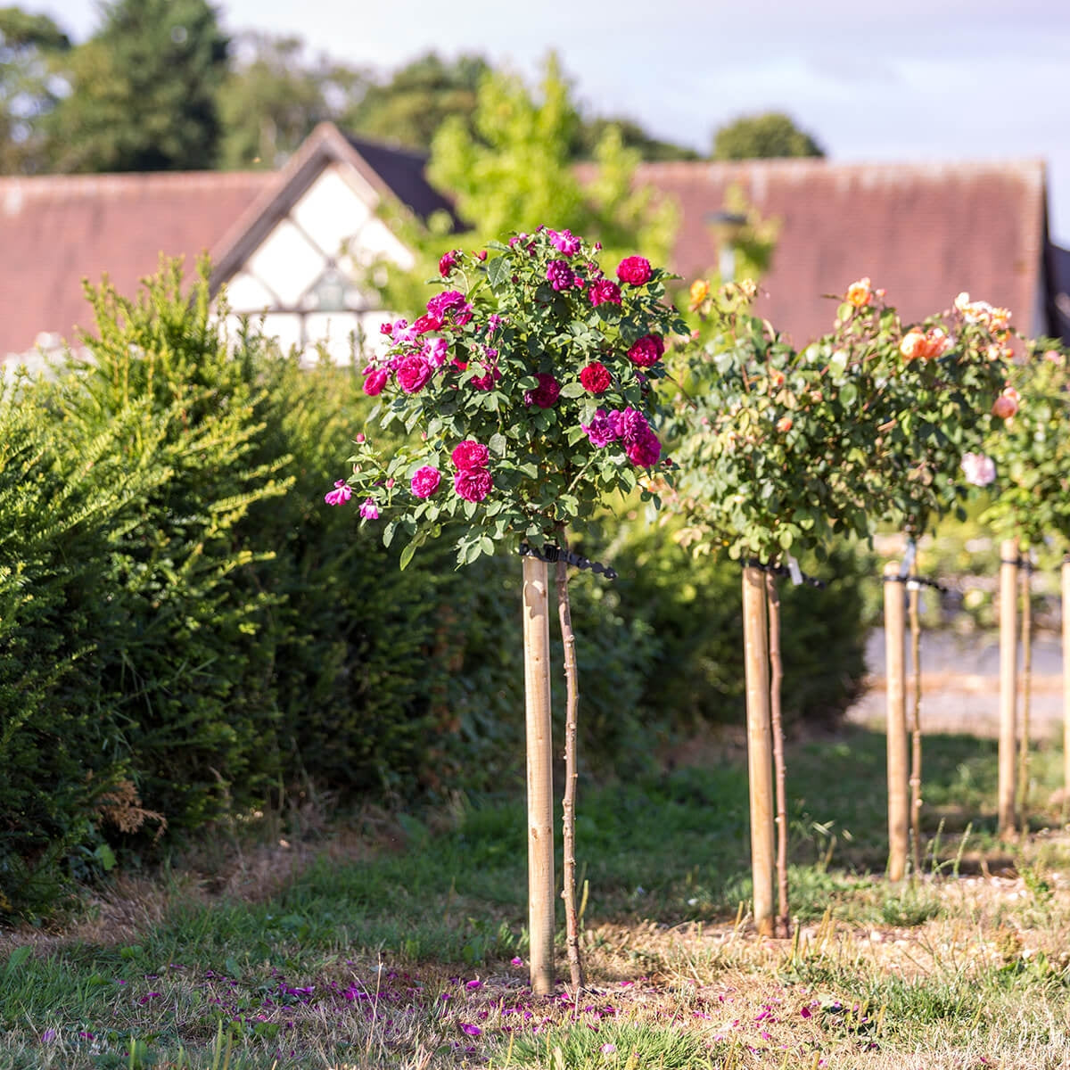 Darcey Bussell Tree Rose - Thumbnail 3