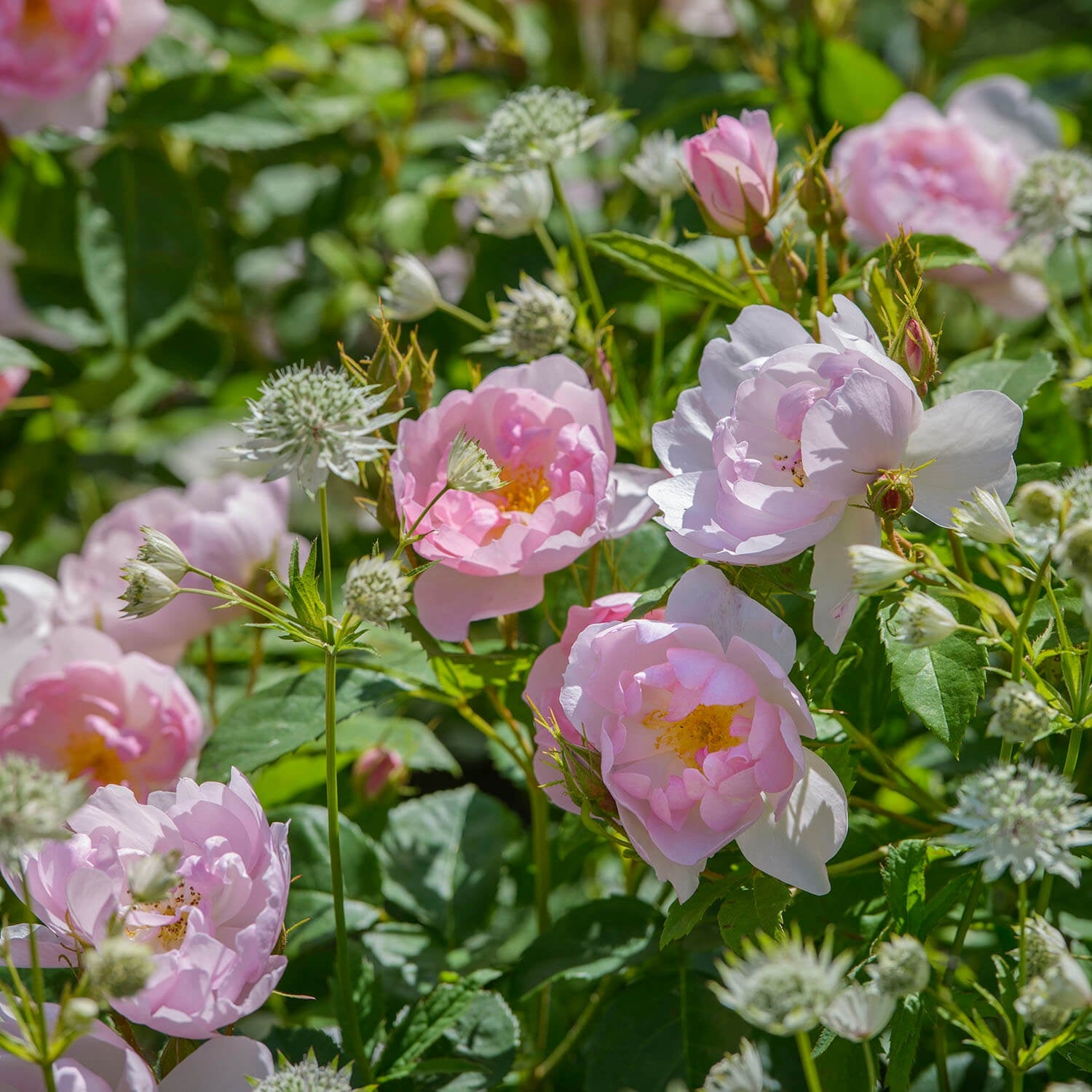 Scarborough Fair (Ausoran) | English Shrub Rose | David Austin Roses