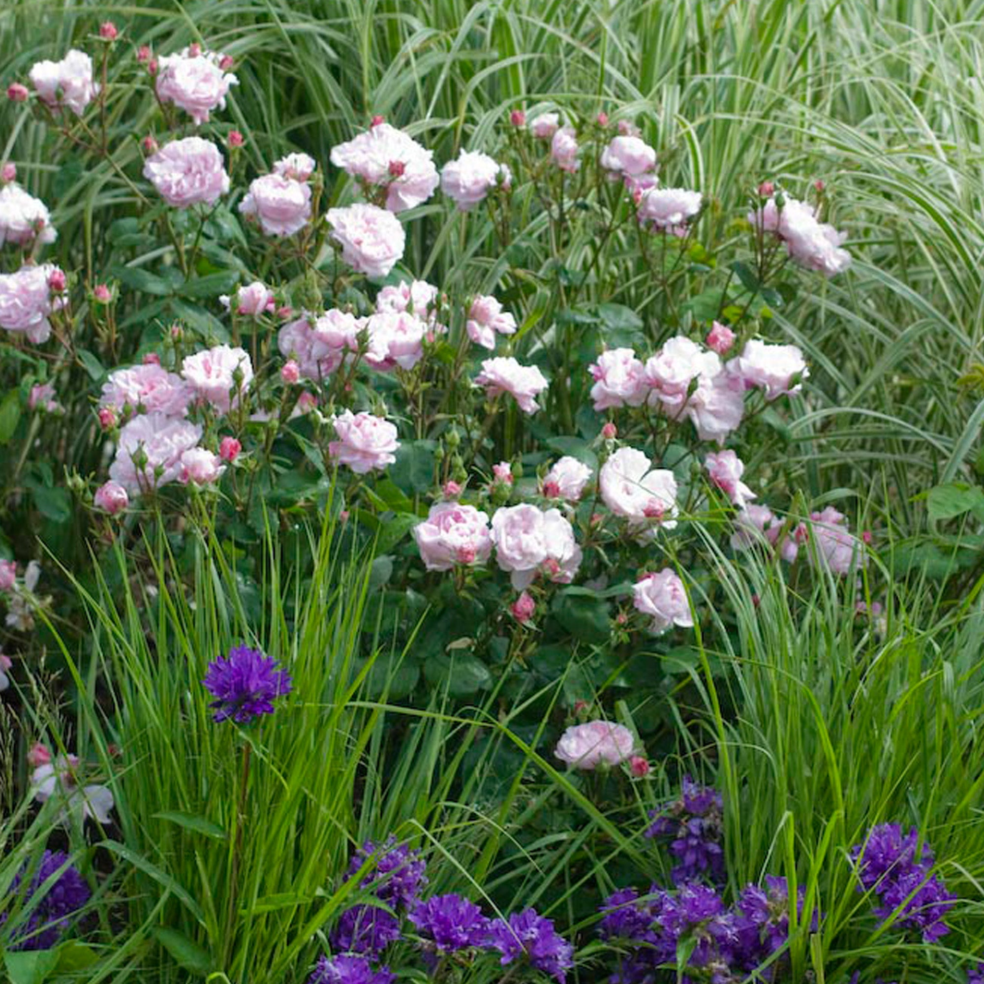 Fantin Latour - Thumbnail 4