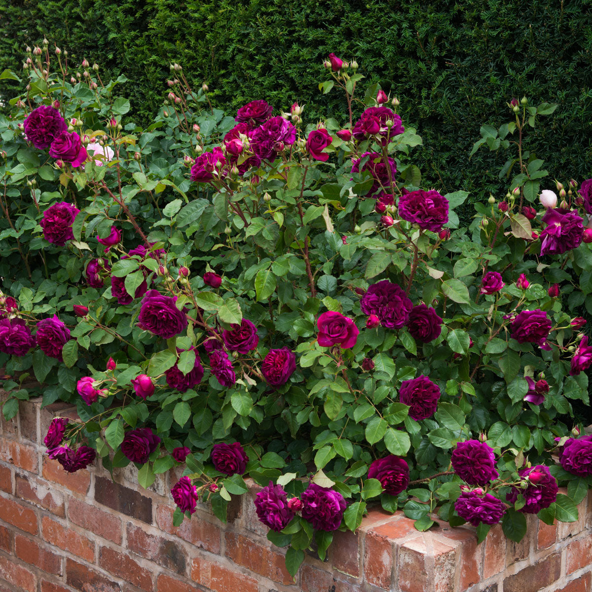 David Austin Roses Munstead Wood - Thumbnail 5