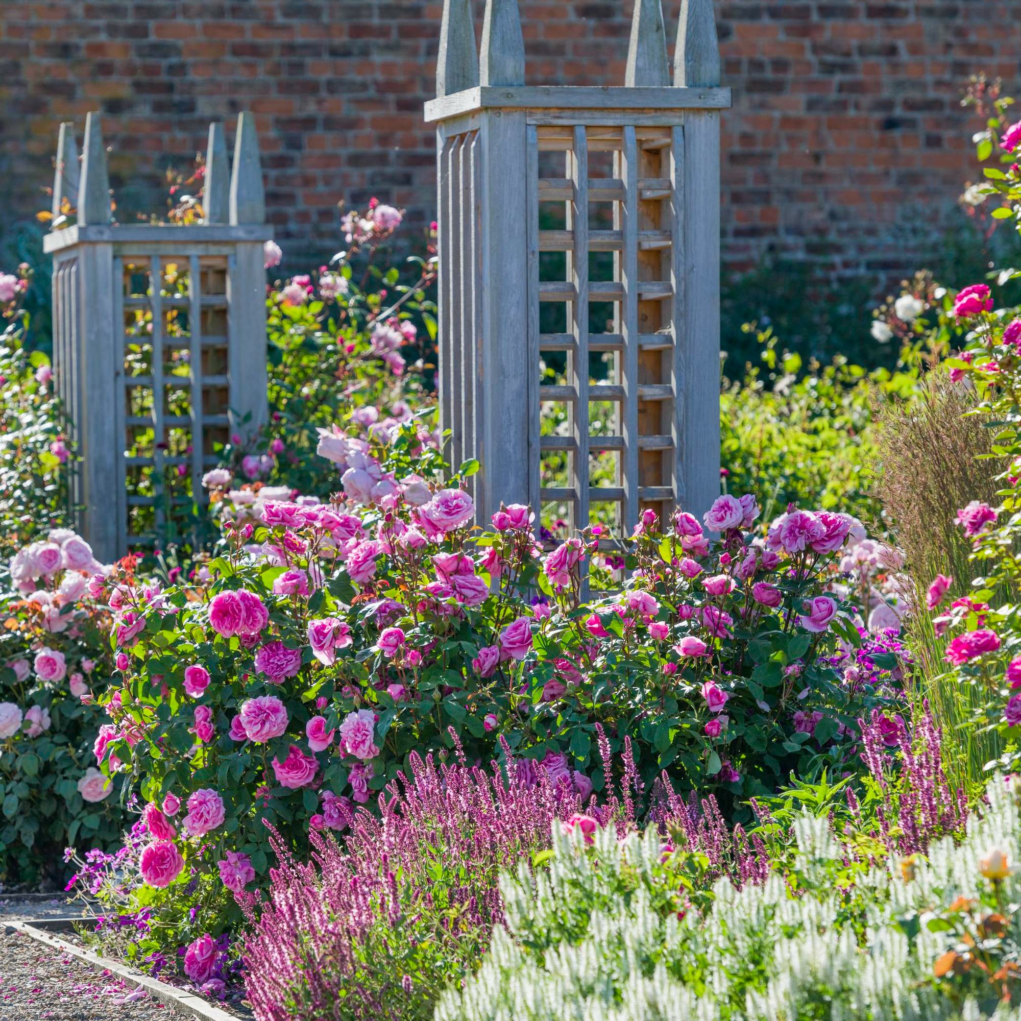 David Austin Roses Gertrude Jekyll - Thumbnail 5