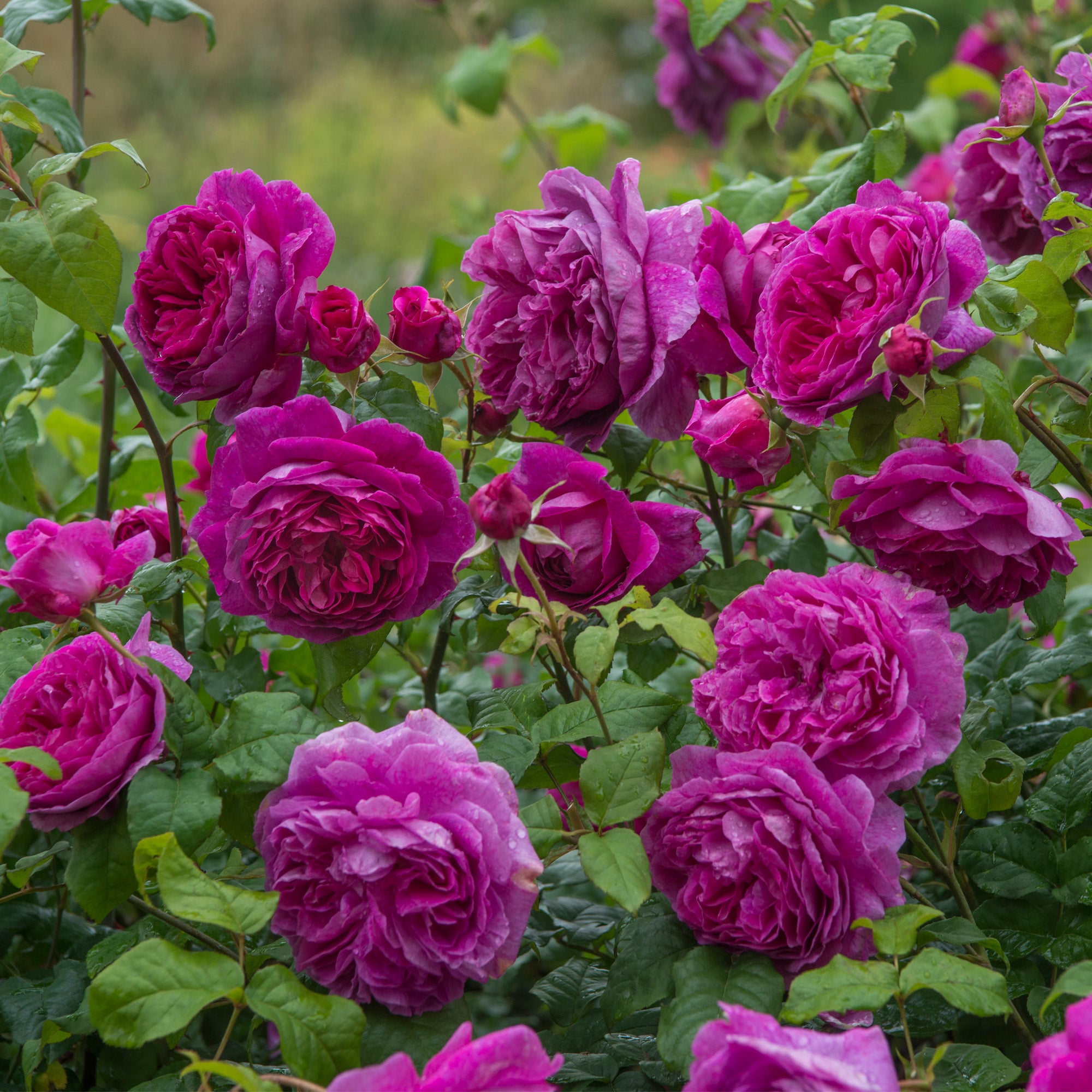 Young Lycidas - Thumbnail 2