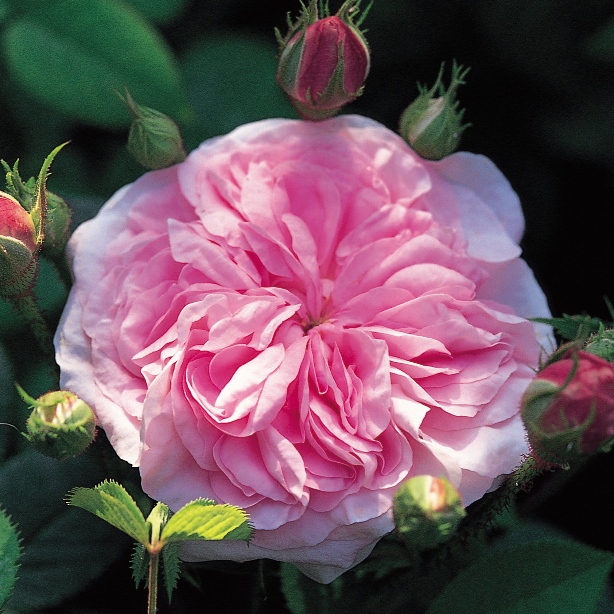 Denmark Roses Queen of Denmark | Old Rose | David Austin Roses