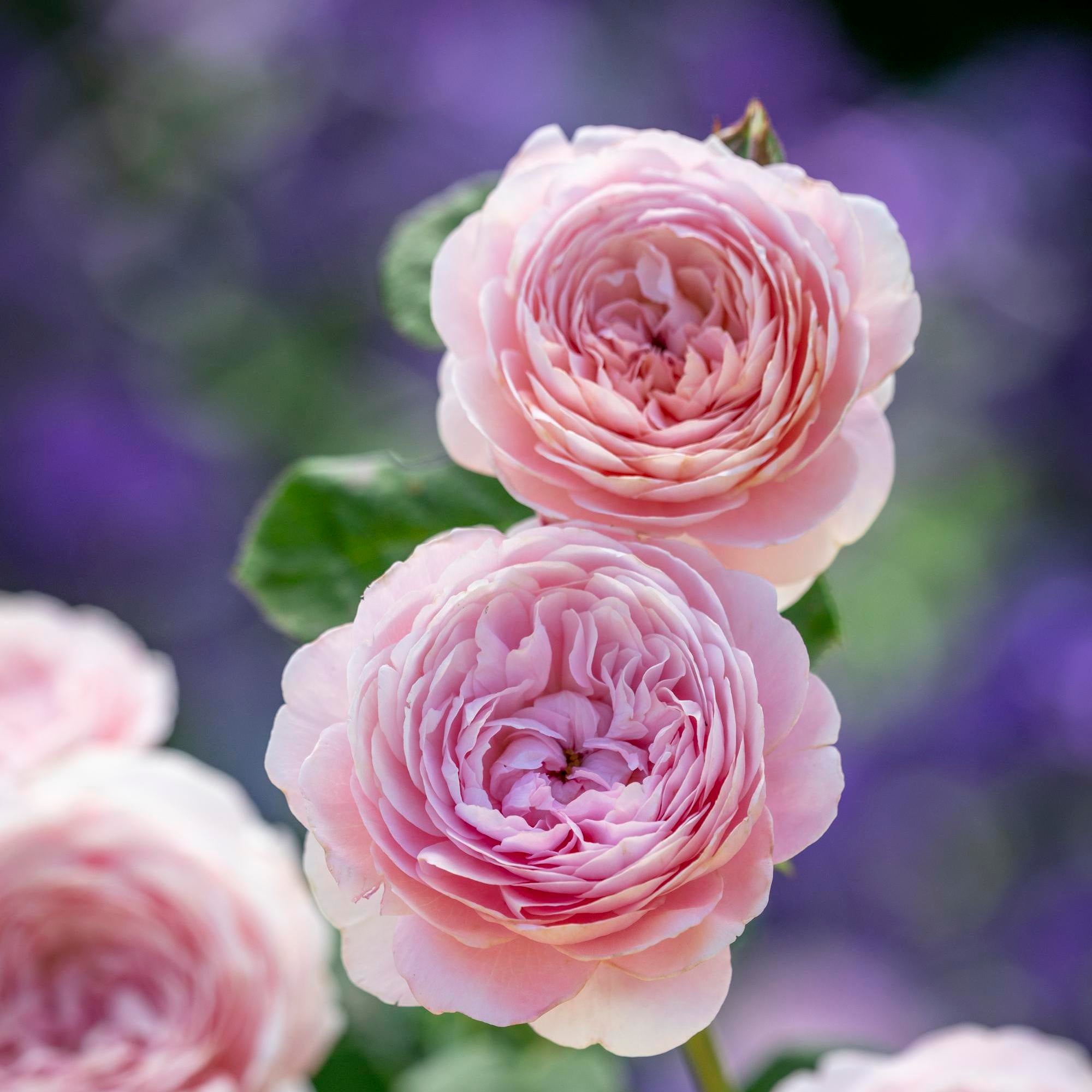 David Austin Roses Queen of Sweden - Thumbnail 2