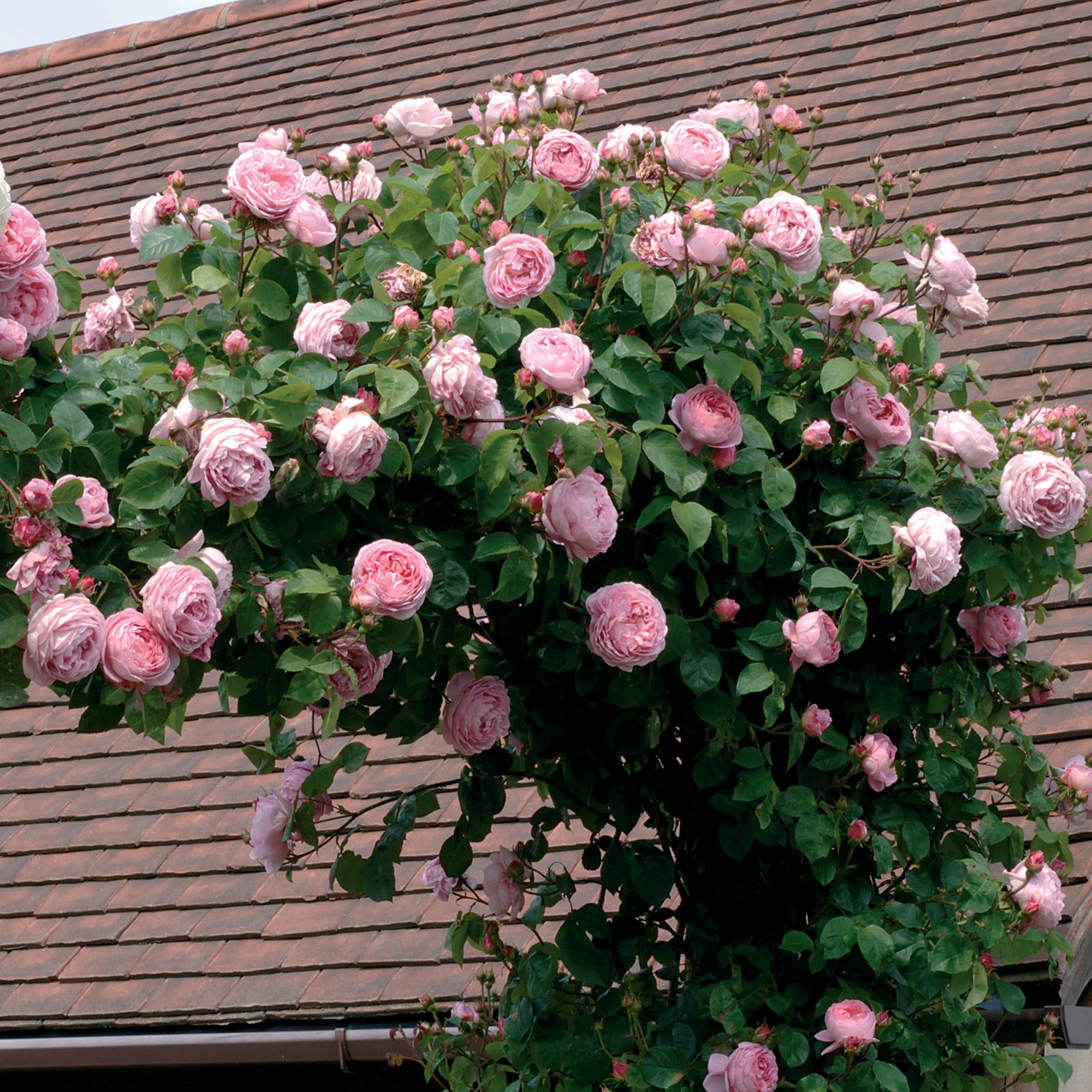 Constance Spry (Ausfirst) | English Climbing Rose | David Austin Roses