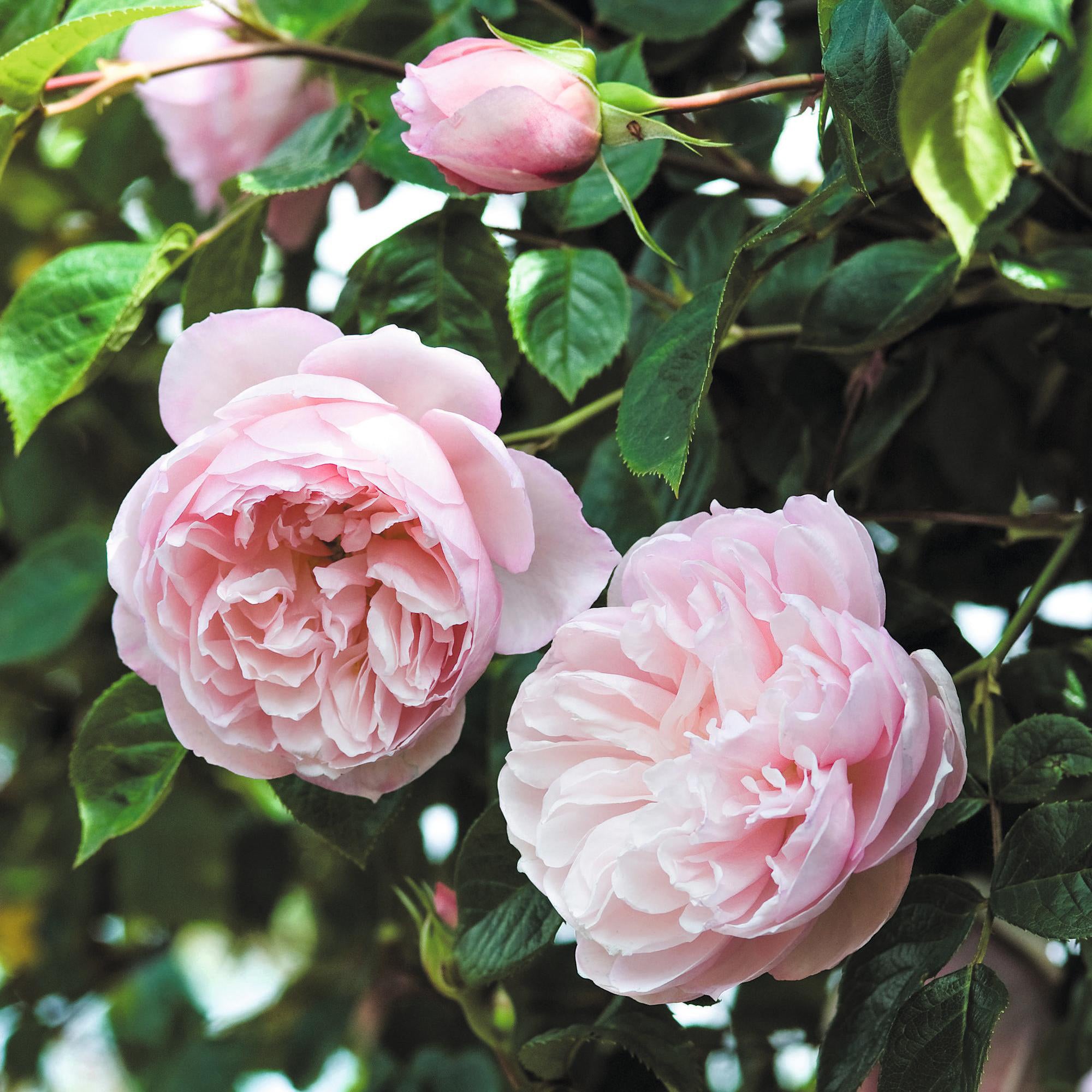 David Austin Roses The Generous Gardener