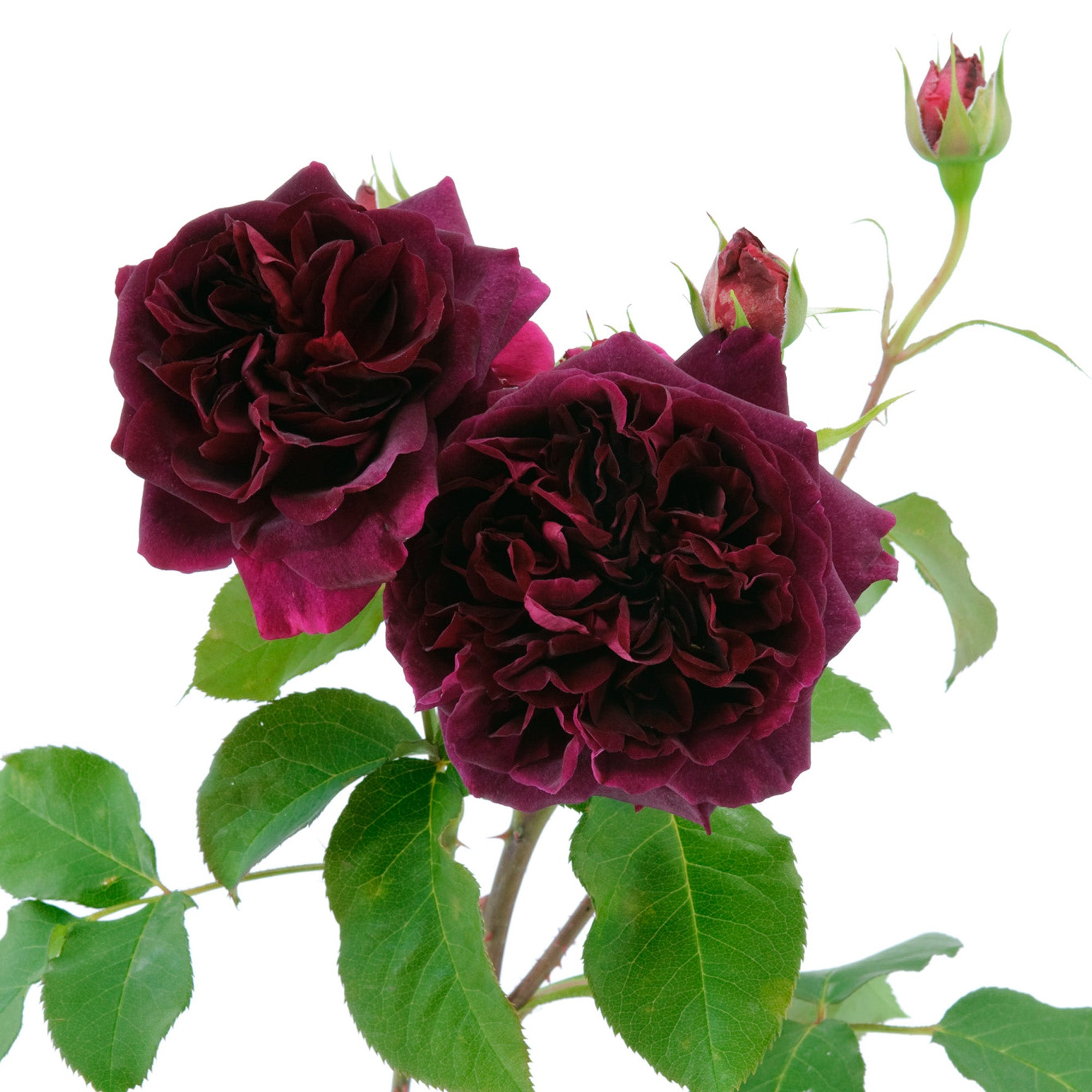 David Austin Roses Munstead Wood
