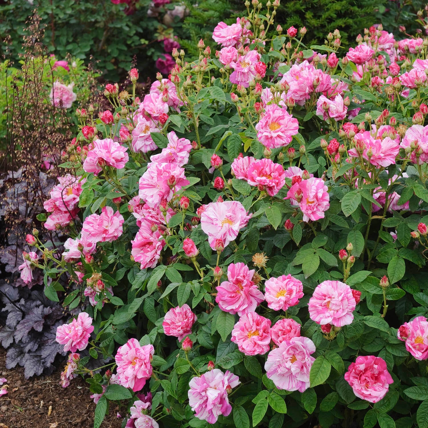 David Austin Roses Rosa Mundi - Thumbnail 5