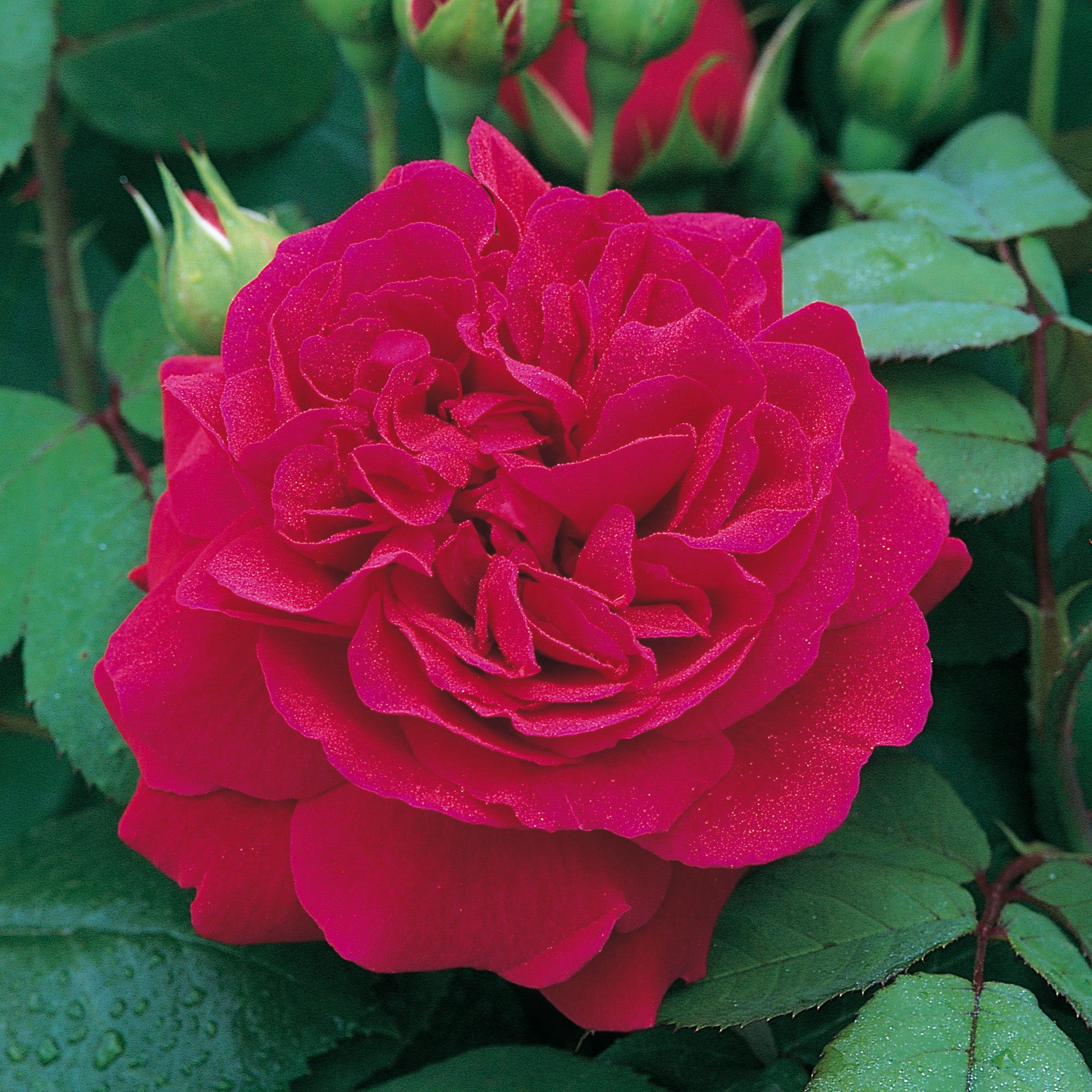 David Austin Roses Tess of the d’Urbervilles Climbing Rose - Thumbnail 3