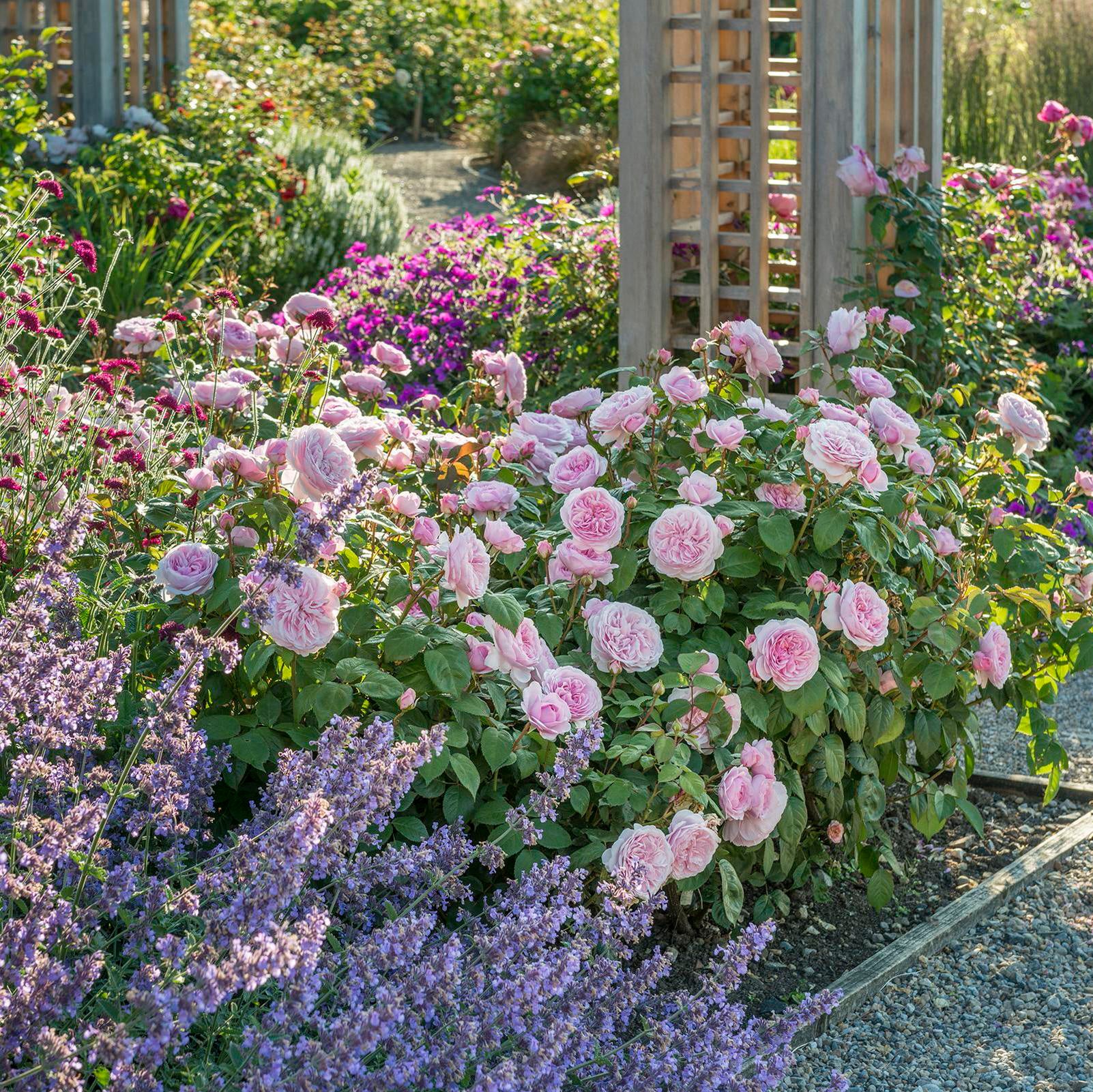 Olivia Rose Austin | English Shrub Rose | David Austin Roses