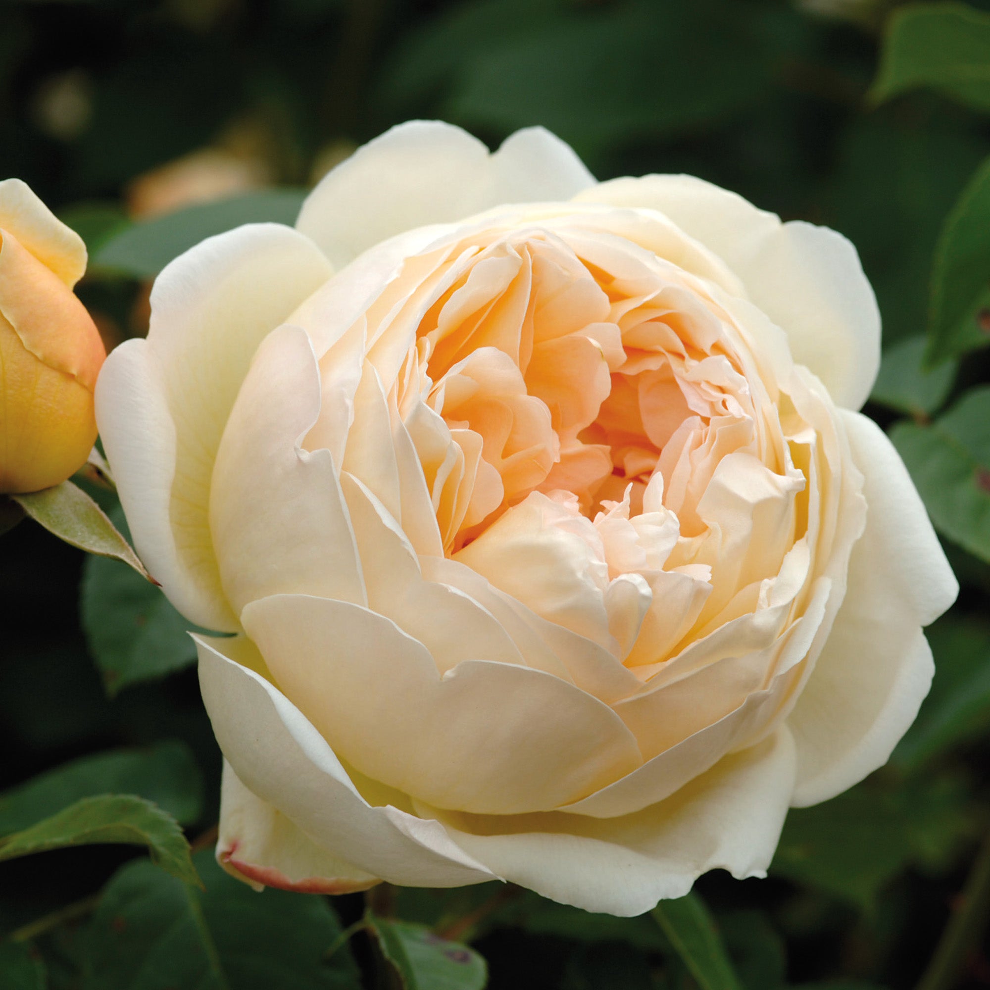 Obscure Roses Map Jude the Obscure | English Shrub Rose | David Austin Roses
