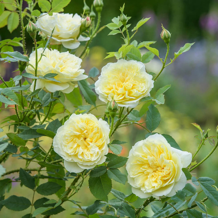 Yellow Roses - David Austin Roses